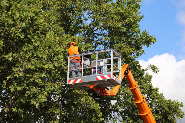 Ovid, MI Tree Service Company